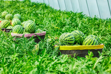 Wall Mural - Fresh watermelon fruits just picked in the watermelon fields. Agricultural watermelon fields. Watermelon harvest season in summer.