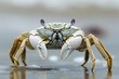 Alert Ghost Crab on African Coastline. Close-up of Claws and Crustacean Body on Sandy Beach