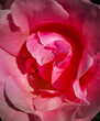 Background with rose flower petals