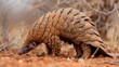 Adapted Armorer: Insectivorous Pangolin Digging for Ants in Afric