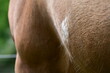 Hungerhaare. Detail eines Pferdekörpers mit einzelnen längeren Haaren