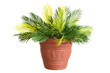 isolated artificial palm fern leaf plant
