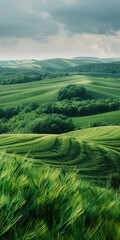 Wall Mural - Green rolling hills of Tuscany, Italy