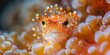 Orange Clownfish in Anemone