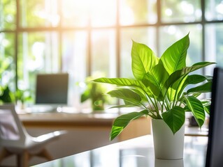 a plant in a bright office window