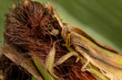 Western Corn Rootworm beetle on ear of corn. Agriculture pest control, insect damage and farming insecticide concept. 