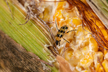 Wall Mural - Southern Corn Rootworm beetle eating kernels on ear of corn. Agriculture pest control, insect damage and farming insecticide concept. 