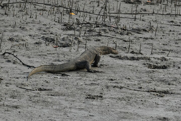 Monitor Lizard in Mangrove forest. This photo was taken in Sundarbans National Park, India.