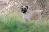 Fototapeta Tulipany - A cute pug dog stands in the tall grass near a flowering tree. Looking into the camera.