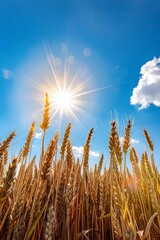 Wall Mural - Growing wheat with sunlight and blue sky in the morning, Generative AI,