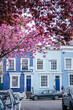 Pink Cherry Blossoms Against Blue Notting Hill Townhouses
