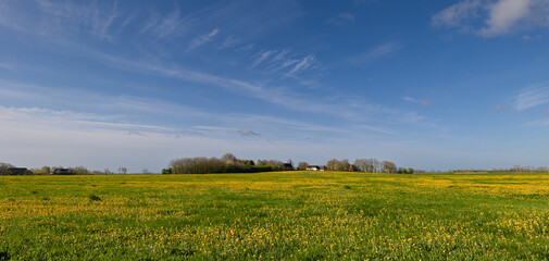 field of grass and sky