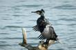 Great cormorant drying feathers and sitting on a snag in a lake. Linlithgow Loch, Scotland