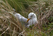 Goéland argenté, Larus argentatus, European Herring, nid,