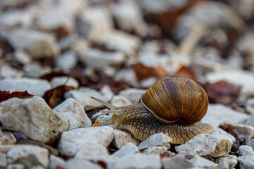 A gray snail with brown shell crawling on the white rocks