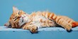 Impudent cat in unbridled pose lies on blue background, concept of Playful feline