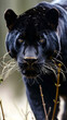 a fierce pantera staring at the camera with intense powerful