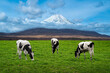 Cows eating lush grass on the green field in front of Fuji mountain, Japan...