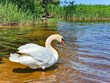 White king swan with the napped feathers of the Kisezers lake - one of the largest freshwater lakes in Riga. Latvia.