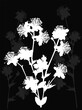 white and grey flower with blooms isolated on black