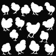 fefteen chicken silhouettes set isolated on black