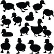 fefteen duckling silhouettes set isolated on white