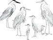 six herons sketches collection isolated on white