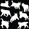 eight lynx set isolated on black background