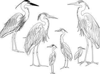 Poster - six herons sketches collection isolated on white