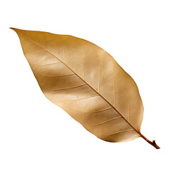 Wall Mural - Dried bay leaf isolated on transparent background