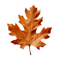 Wall Mural - Dry autumn oak leaf isolated on transparent background
