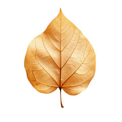 Wall Mural - dry leaf isolated on transparent background