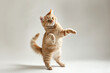 © Unknown studio - Cute cat having fun in front of white background, isolated image. Photo session in the studio.