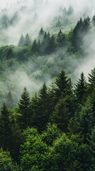 Wall Mural - Beautiful morning coniferous forest in the fog