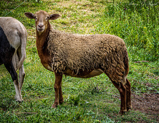 Poster - sheep in the field