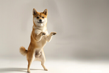 cute shiba dog having fun and dancing , dog smile  ,Shiba coin