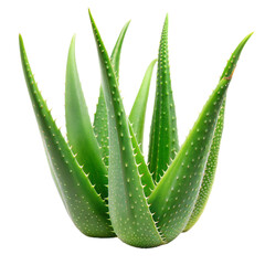 Close-up of a fresh Aloe Vera plant with spiky leaves