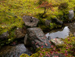Stone bridge over a creek in moss covered Japanese garden in autumn