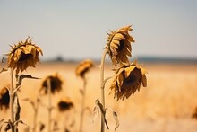 Wilting Sunflowers Stand Against A Stark, Dry Backdrop, Symbolizing Drought And Agricultural Decline. Withered Sunflowers In A Dry Field