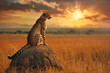 View of a cheetah. A majestic predator surveys the savannah at sunset