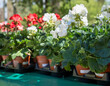 Pots with white and red geranuim flowers selling at a nursery
