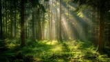 Fototapeta  - A peaceful forest clearing bathed in soft sunlight filtering through the trees.