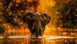 elephant in the river