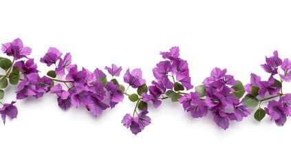 Banner of purple flowers arranged in a straight line against a white background, all in full bloom.

