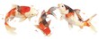 watercolor koi fish swimming in the pond on white background