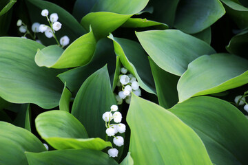 Sticker - Common lily of the valley (Convallaria majalis) grows in nature