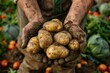 A farmer holding a handful of freshly harvested potatoes