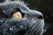 © Dipsky - A gray cat with wet fur sits outside in the rain. Raindrops decorate its face as it gazes attentively. The background is a solid black color, with no buildings in sight