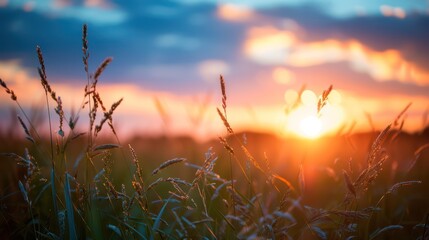 Wall Mural - Serene view of the sun setting behind a field, with golden light bathing wild grass and creating a dreamy atmosphere