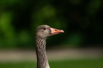 gray goose head close up